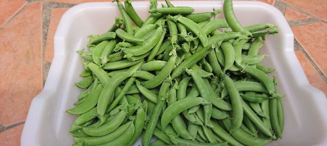 スナップエンドウが旬です