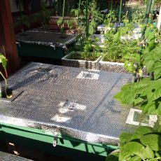 大玉トマト（ホーム桃太郎EX）の定植第2弾