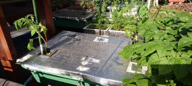 大玉トマト(ホーム桃太郎EX)の定植第2弾 大玉トマト(ホーム桃太郎EX)の定植第2弾