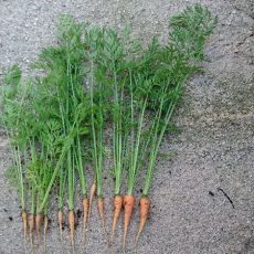 ニンジンの間引きと追肥。それとキュウリの挿し木に挑戦。さらに水耕栽培用に枝豆の播種。