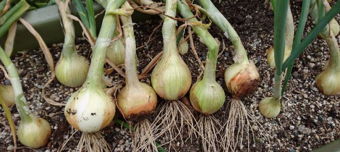 玉ねぎの初収穫（苗購入分）