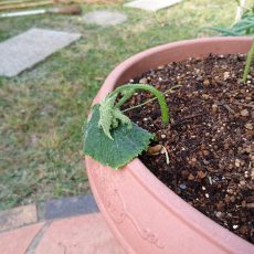 キュウリの挿し芽（プランター編）