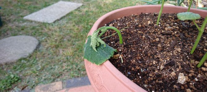キュウリの挿し芽（プランター編）