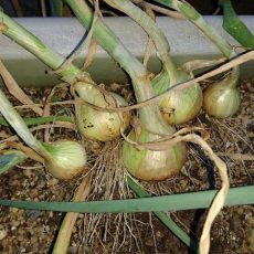 玉ねぎの初収穫（種から：泉州中高黄）