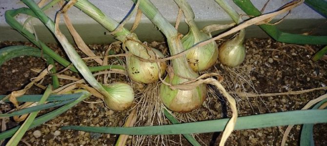 玉ねぎの初収穫（種から：泉州中高黄）