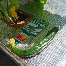 キュウリ（夏ふうみ）の初収穫