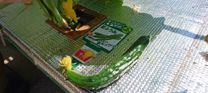 キュウリ（夏ふうみ）の初収穫