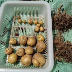 ジャガイモ（キタアカリ）の初収穫