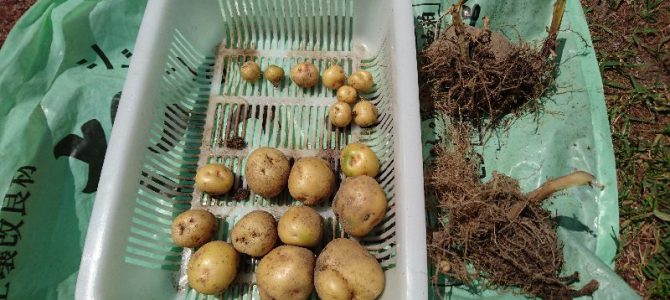 ジャガイモ（キタアカリ）の初収穫
