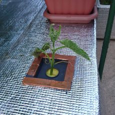 挿し芽キュウリの定植と、ナスの初収穫