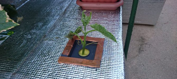 挿し芽キュウリの定植と、ナスの初収穫