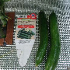 キュウリ（フリーダム）の初収穫