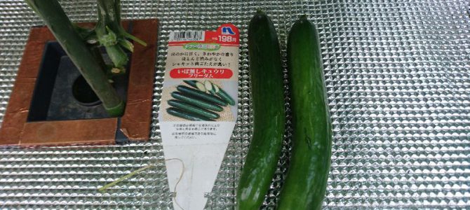 キュウリ（フリーダム）の初収穫