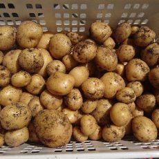 ジャガイモと玉ねぎの全収穫