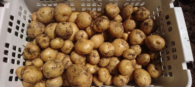 ジャガイモと玉ねぎの全収穫 ジャガイモと玉ねぎの全収穫