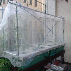 大玉トマトとキャベツを仮定植してネット設置