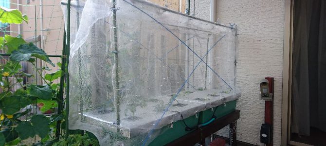 大玉トマトとキャベツを仮定植してネット設置