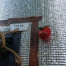 ミニトマト（ネネ）の初収穫