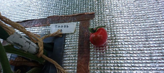 ミニトマト（ネネ）の初収穫