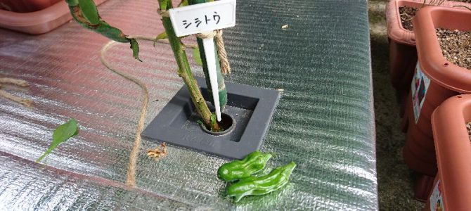 シシトウの初収穫