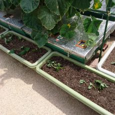 サツマイモの挿し穂