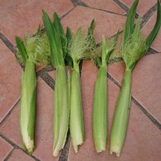 枝豆とヤングコーンの初収穫