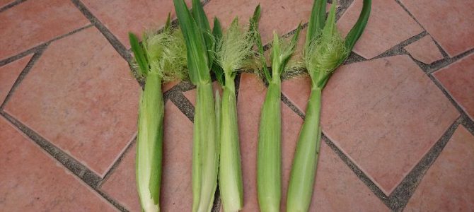 枝豆とヤングコーンの初収穫