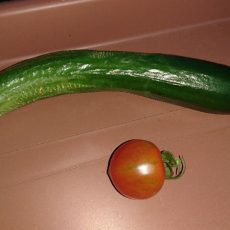 ミニトマト（ネネ）の初収穫