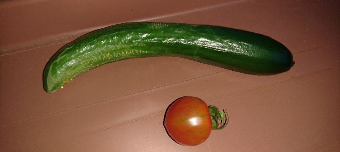 ミニトマト（ネネ）の初収穫