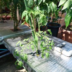 大玉トマトの脇芽と枝豆を2株水耕栽培定植とオクラの初収穫