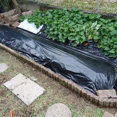 南側の畑に畝を追加