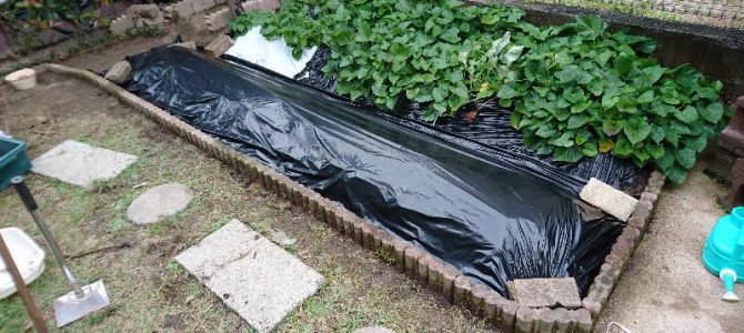 南側の畑に畝を追加