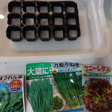 ほうれん草とニラと葉ネギとサニーレタスの播種