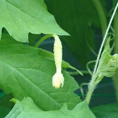 ゴーヤの実がなり始めた
