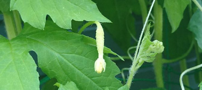 ゴーヤの実がなり始めた