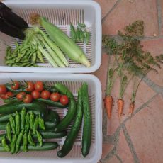 2017年6月下旬の収穫状況