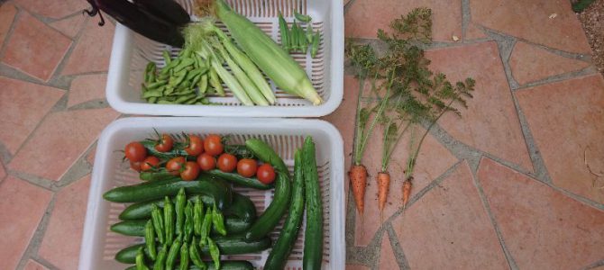 2017年6月下旬の収穫状況